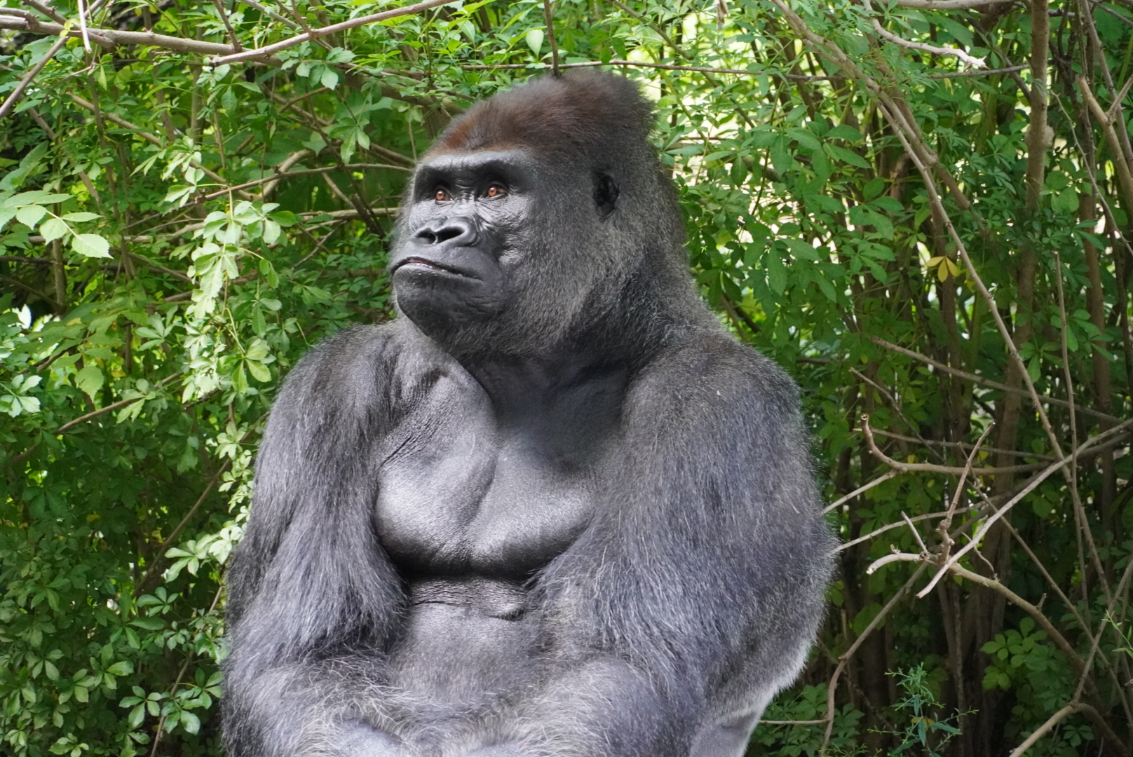 Western Lowland Gorilla, “Chip”