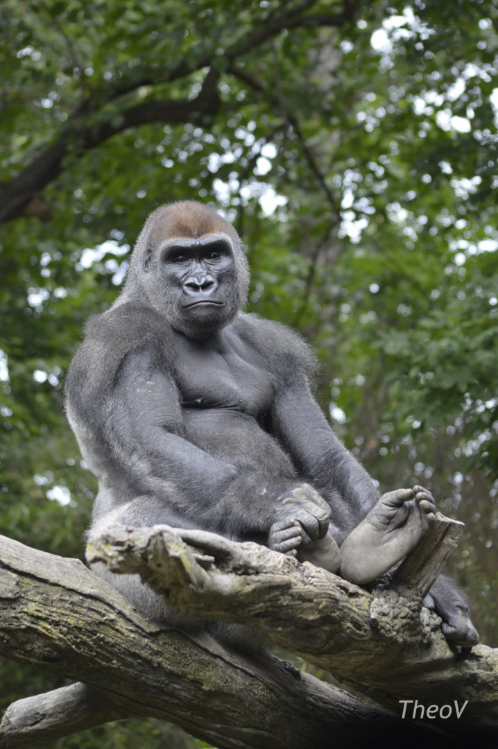 Western lowland gorilla - Congo Gorilla Forest [2017]