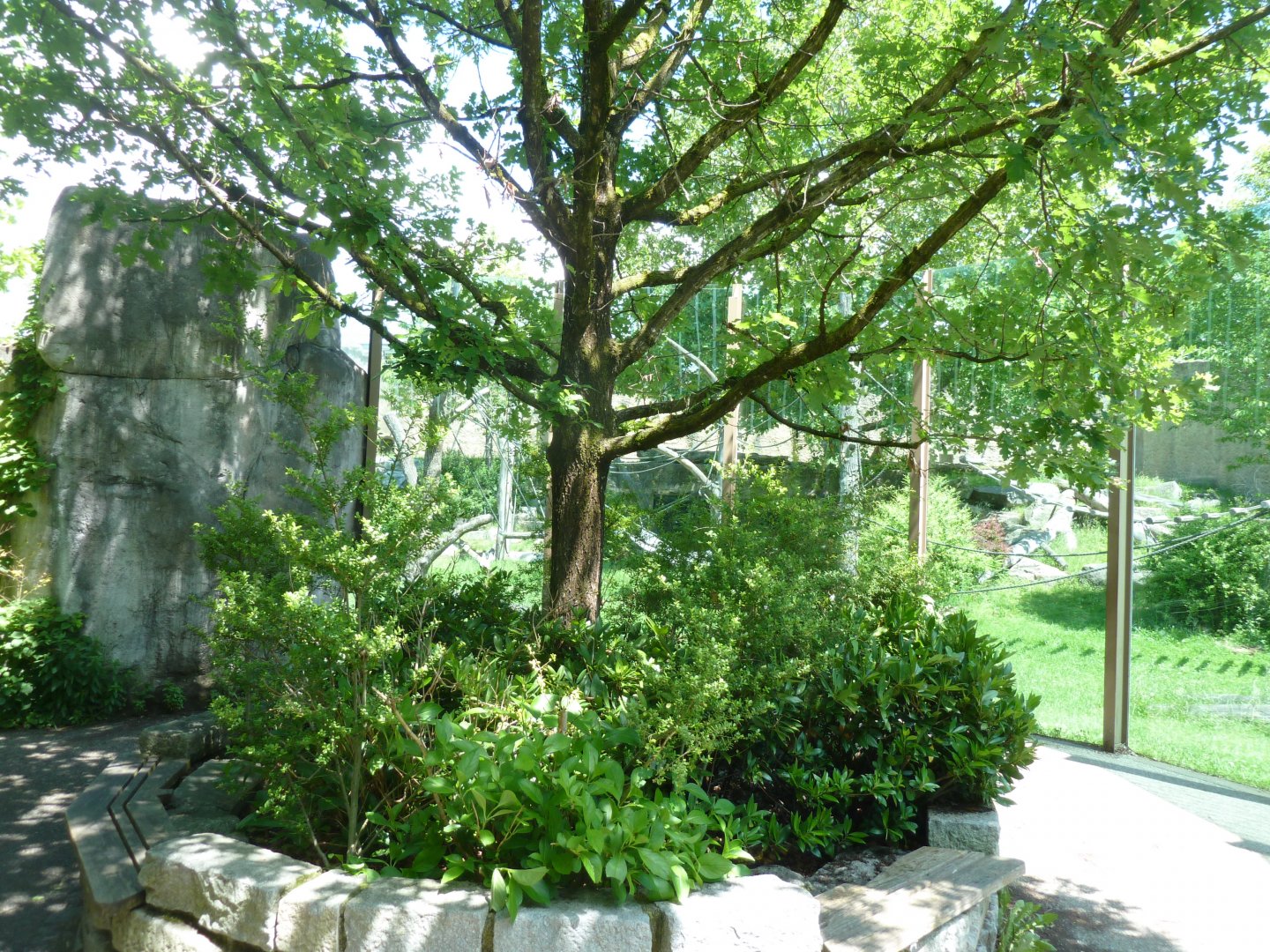 Western lowland gorilla courtyard