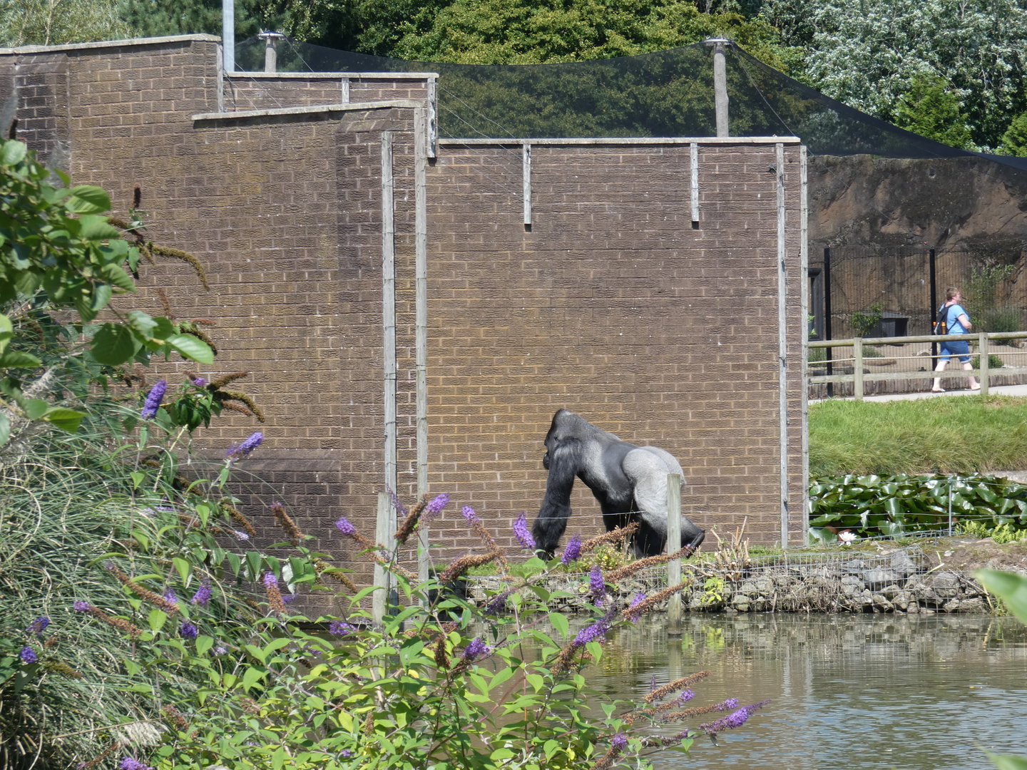 Western lowland gorilla crossing the bridge off the island
