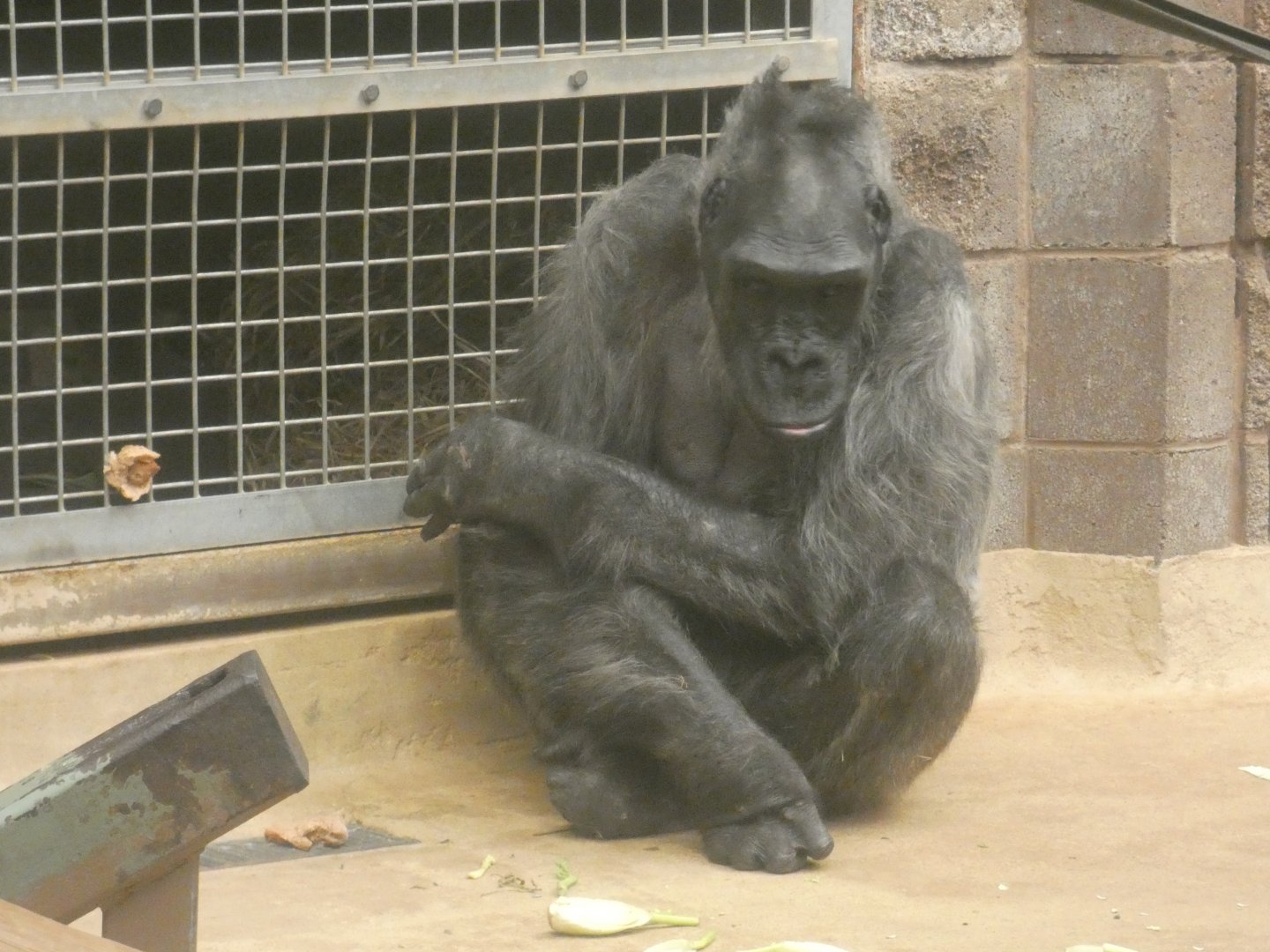 Western lowland gorilla, Delilah