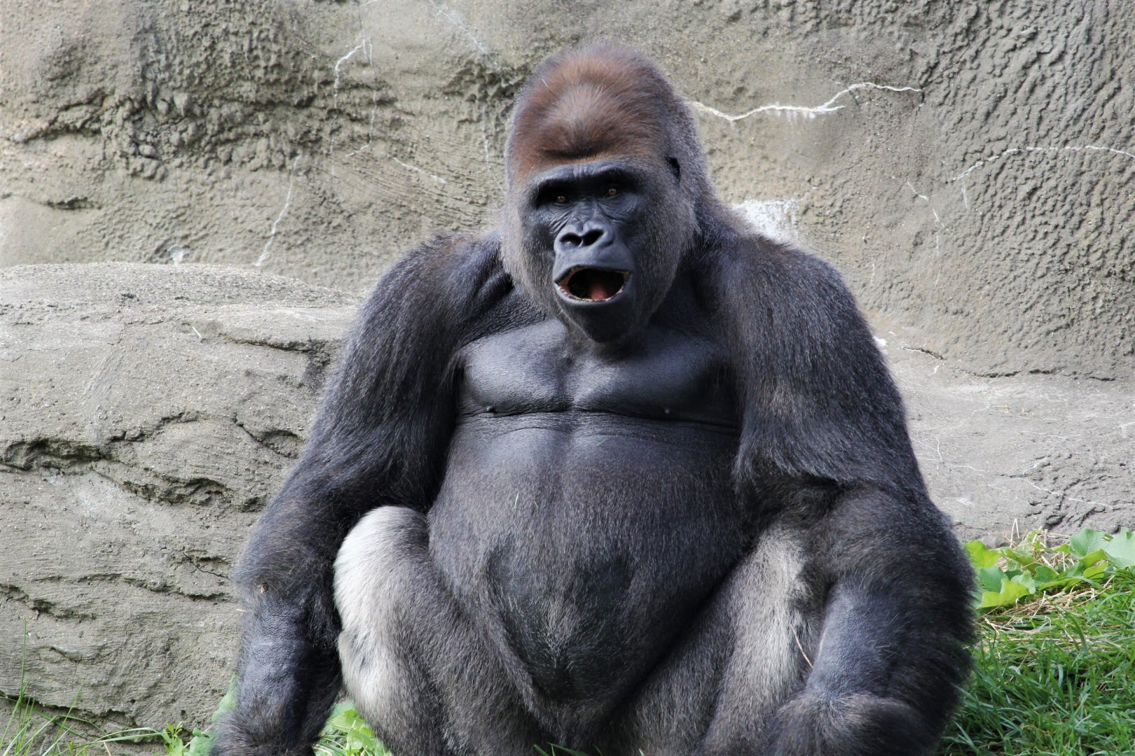 Western Lowland Gorilla, Detroit Zoo