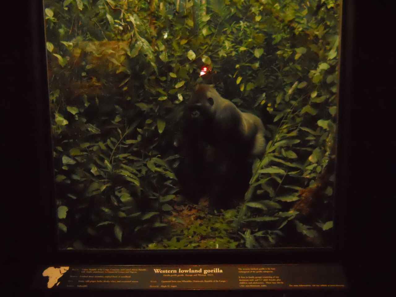 Western Lowland Gorilla Diorama, African Mammal Hall
