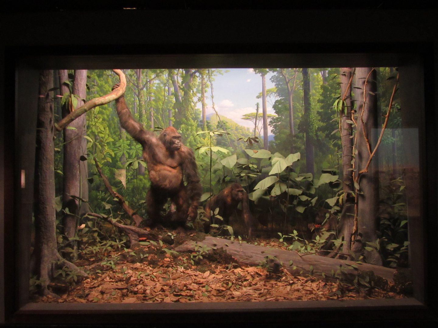 Western Lowland Gorilla Diorama