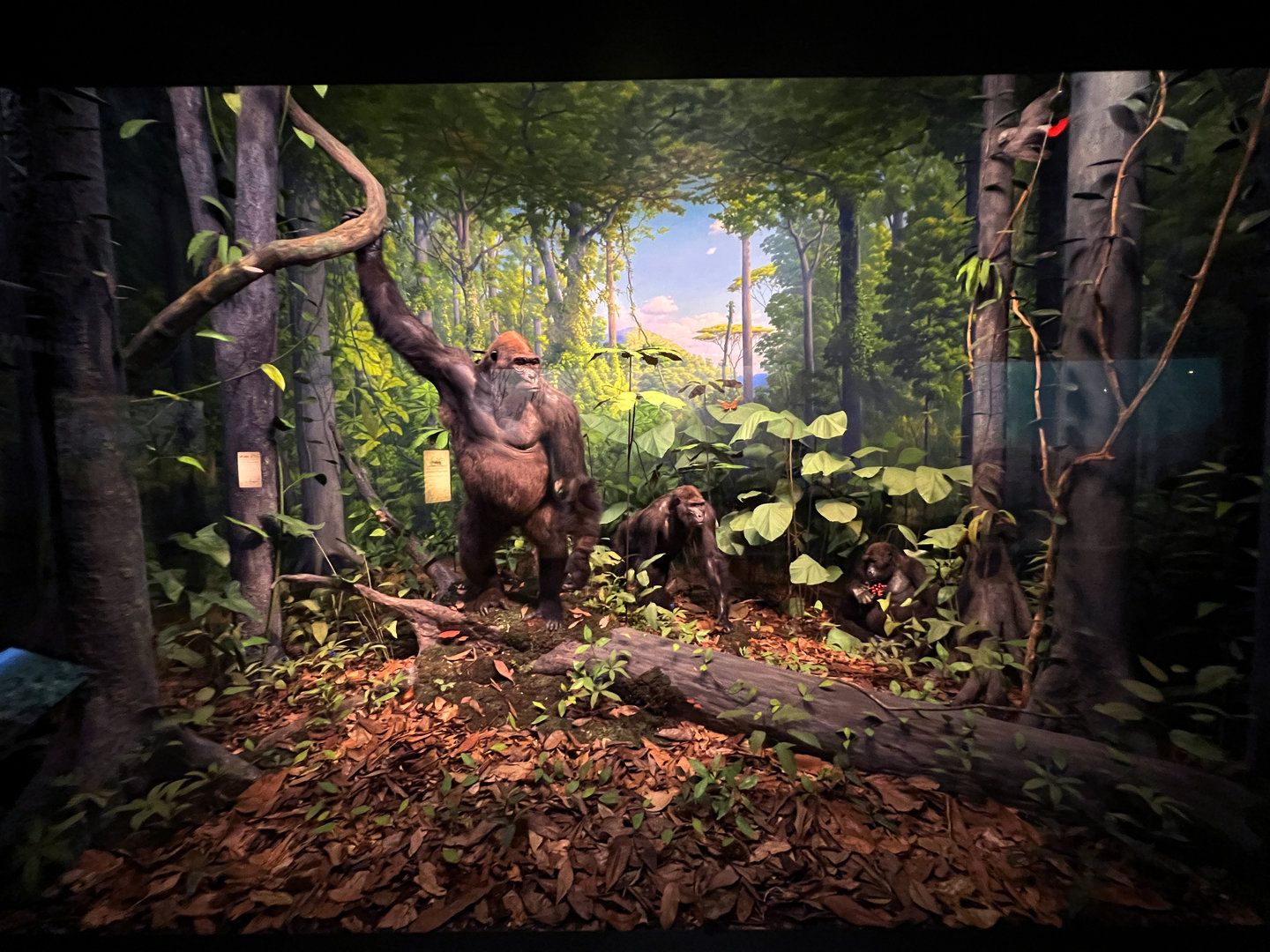 Western Lowland Gorilla Diorama