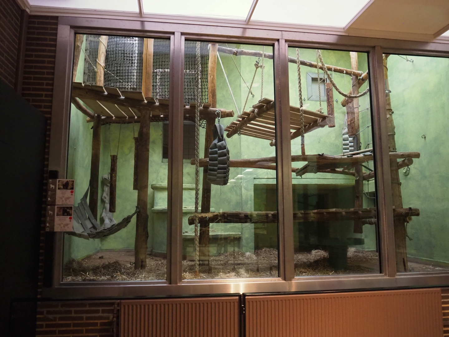 Western lowland gorilla, Eastern lowland gorilla and Hamlyn's monkey indoor exhibit - 'Bedroom' section, 2024-02-17