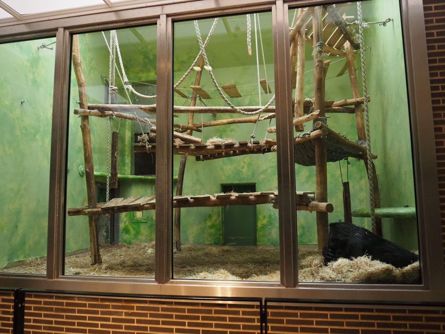 Western lowland gorilla, Eastern lowland gorilla and Hamlyn's monkey indoor exhibit - 'Bedroom' section, 2024-02-17