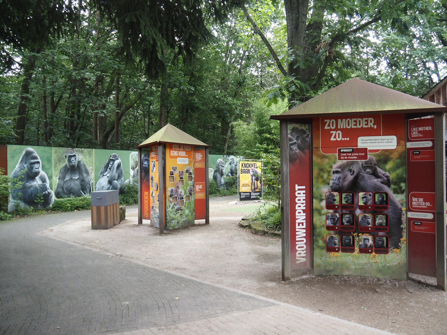 Western lowland gorilla educational displays, 2024-08-18