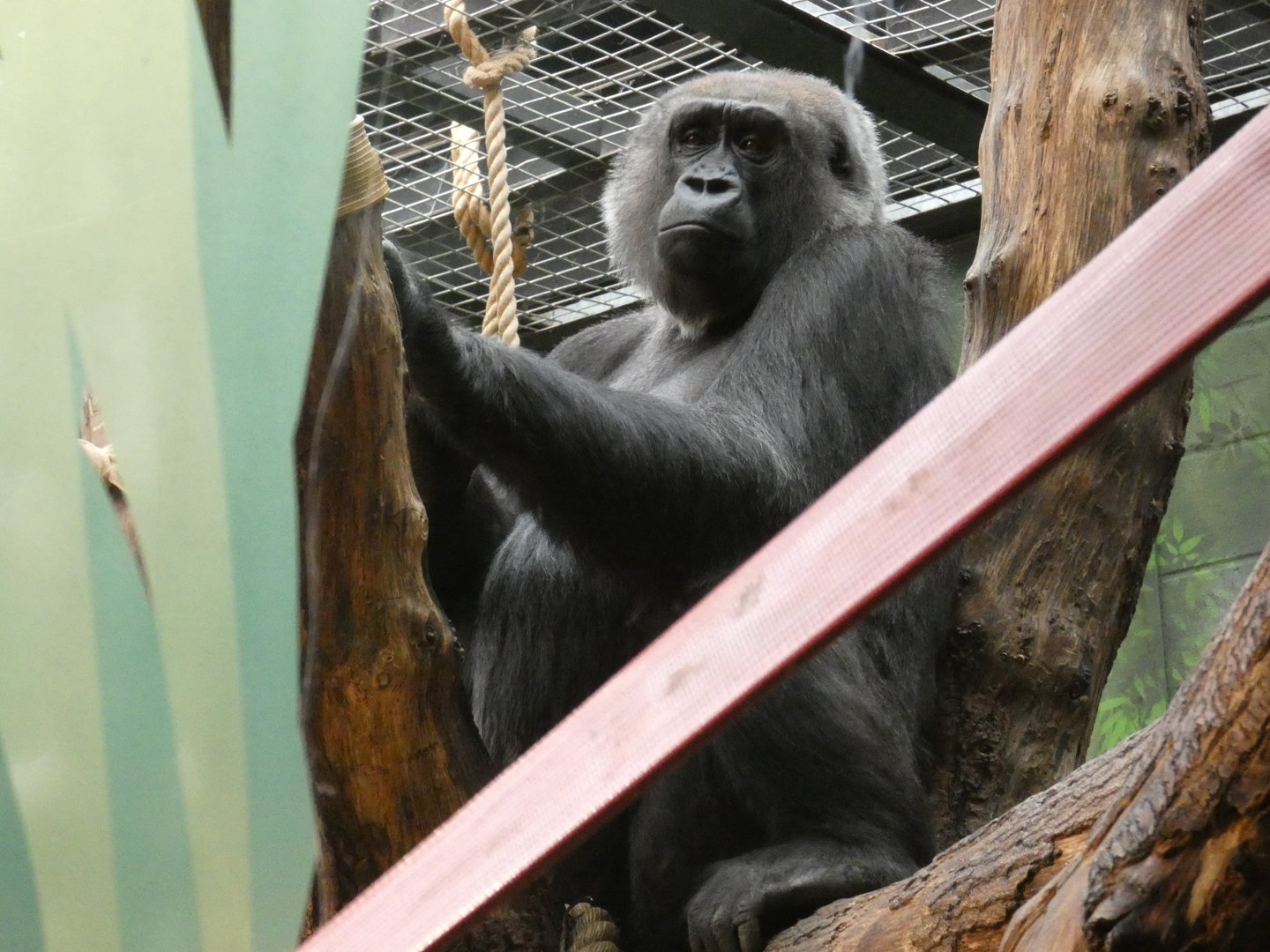 Western lowland gorilla, Effie