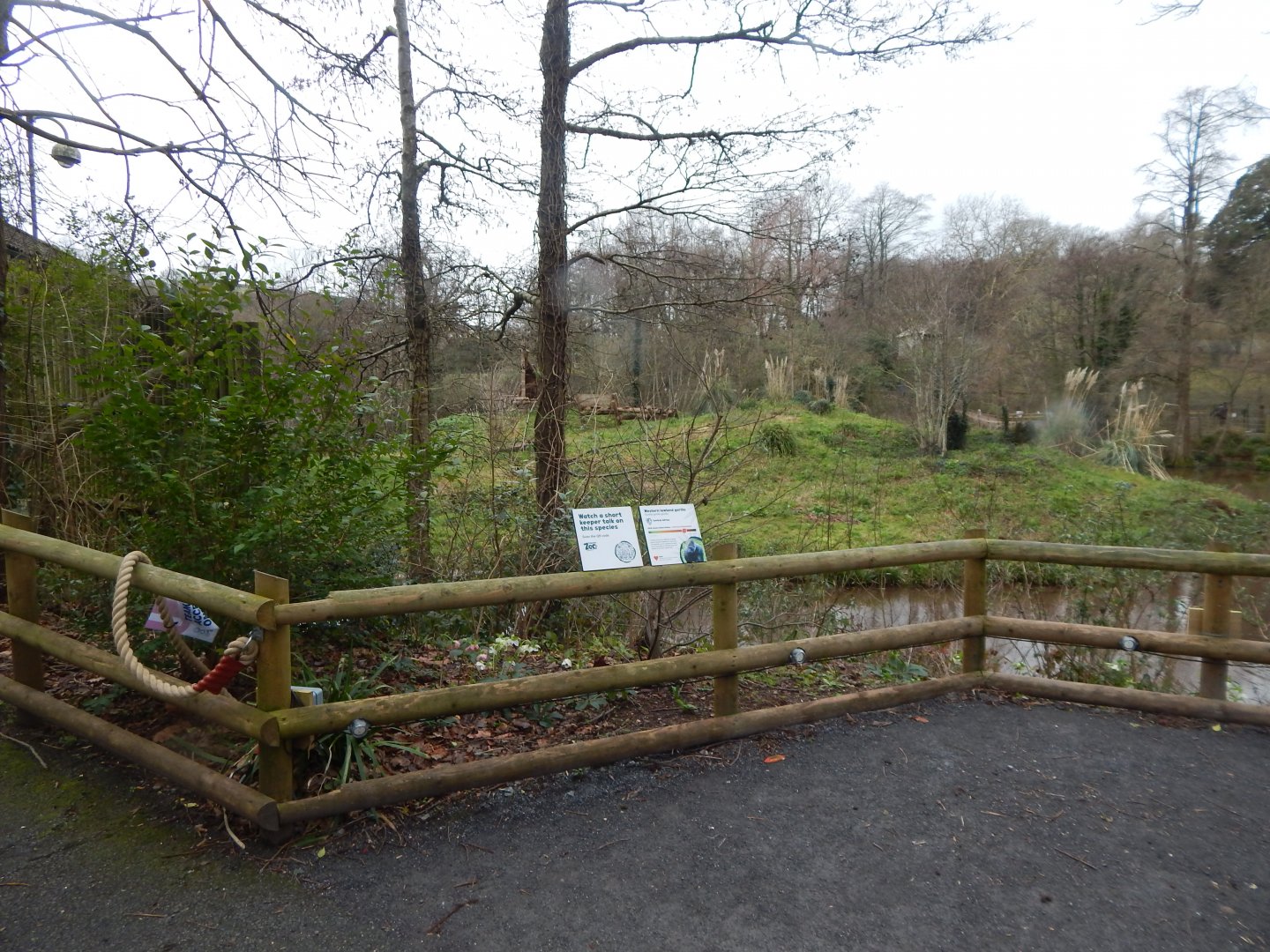Western lowland gorilla enclosure 050224