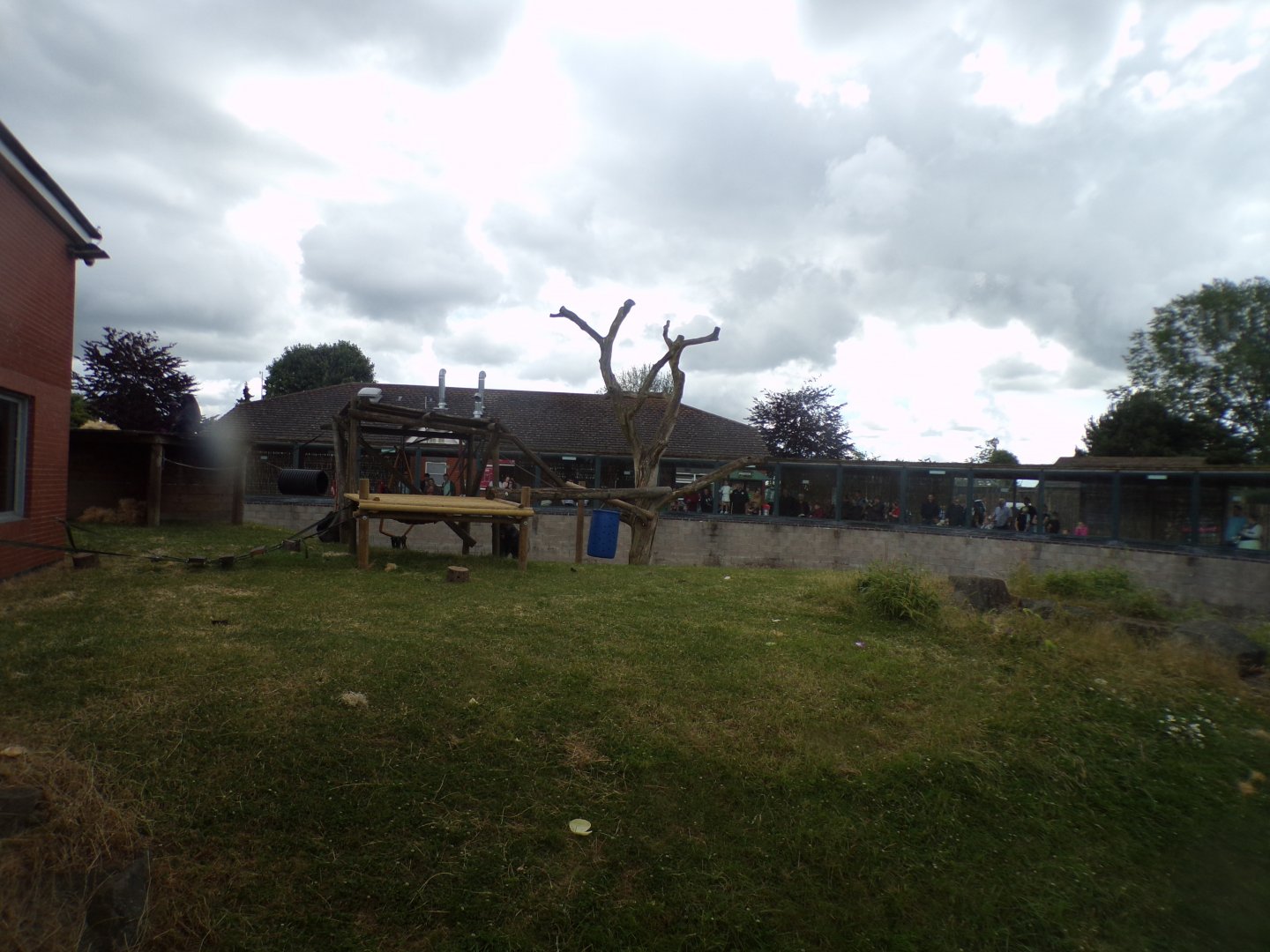 Western lowland gorilla enclosure 7.7.24