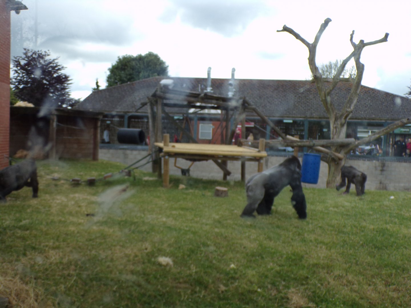 Western lowland gorilla enclosure 7.7.24