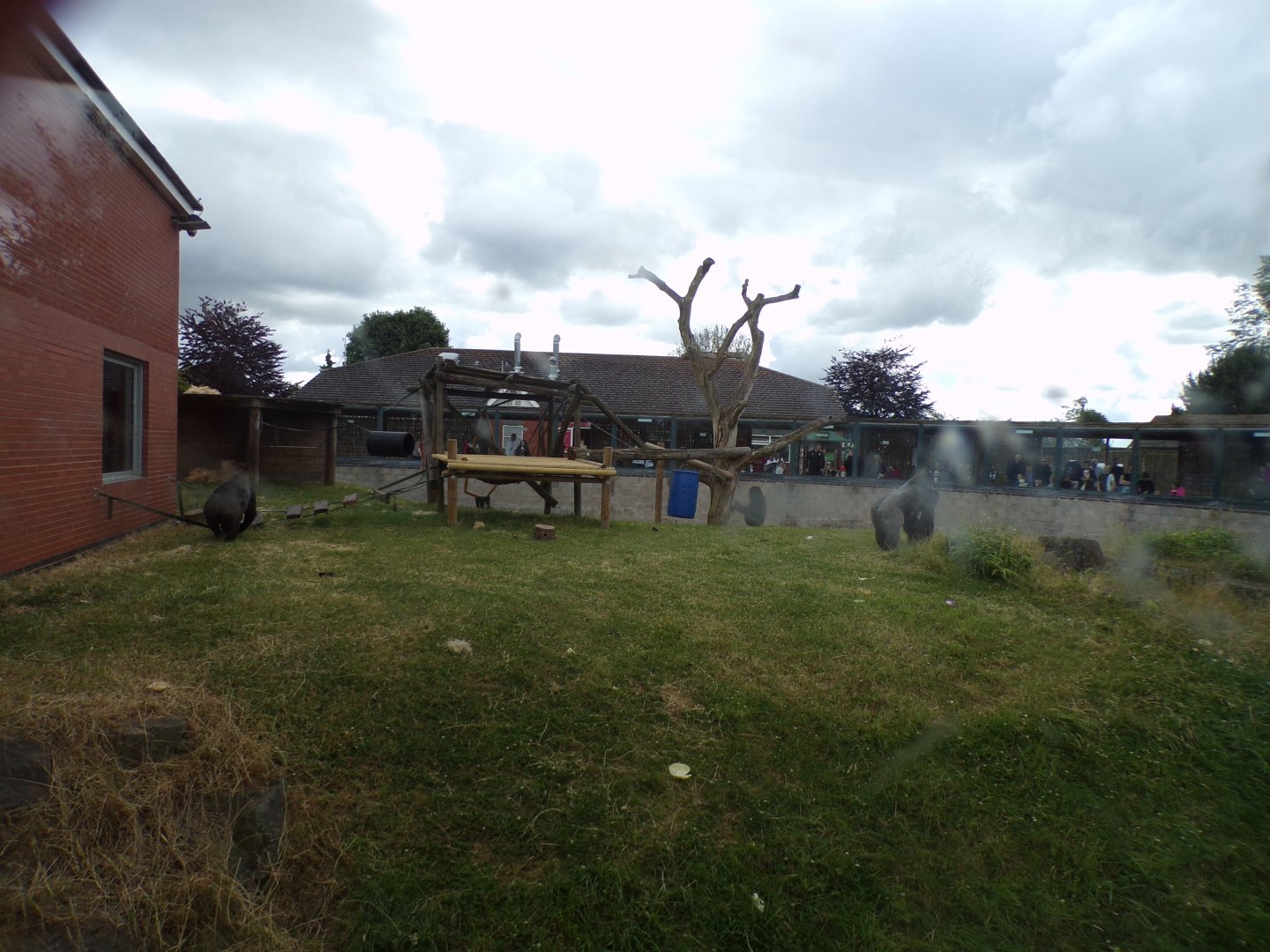 Western lowland gorilla enclosure 7.7.24