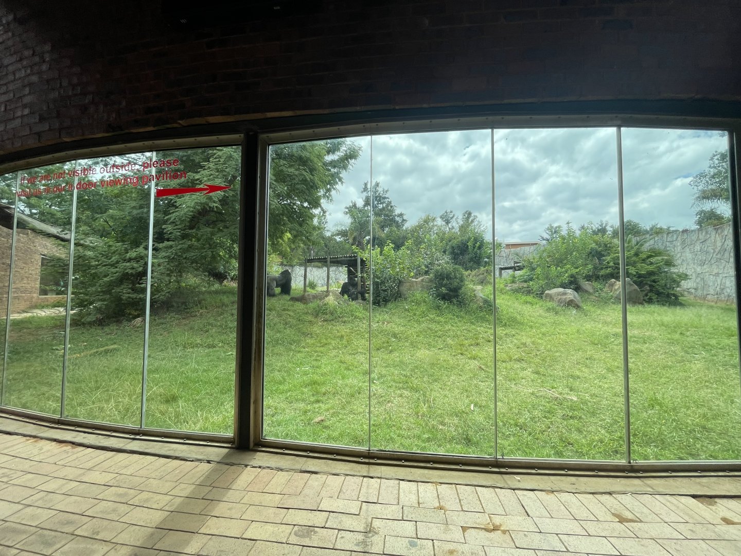 Western Lowland Gorilla Enclosure (Gorilla gorilla gorilla)