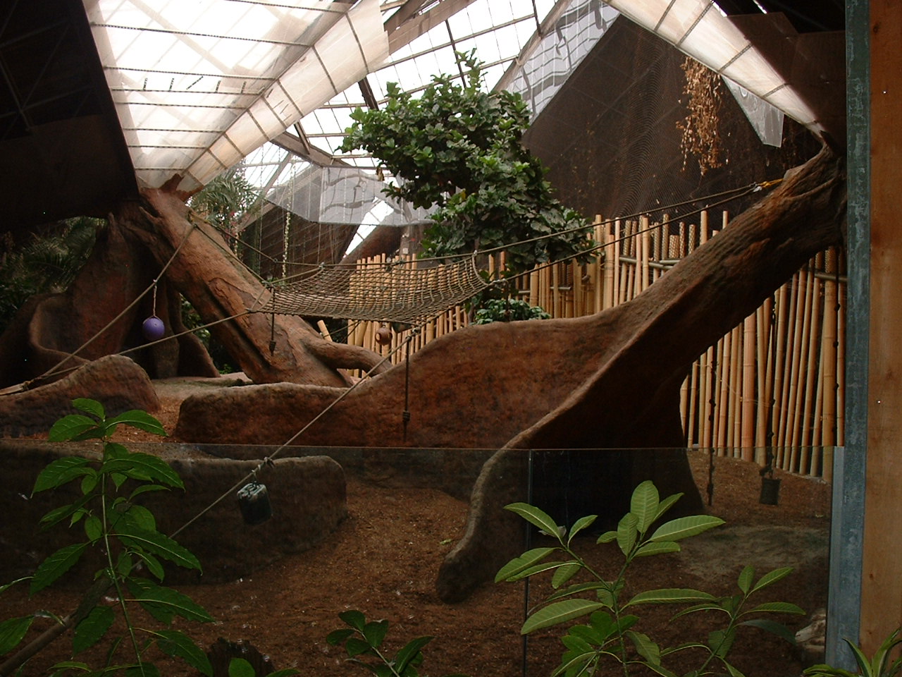 Western Lowland Gorilla Enclosure - Nov 2012