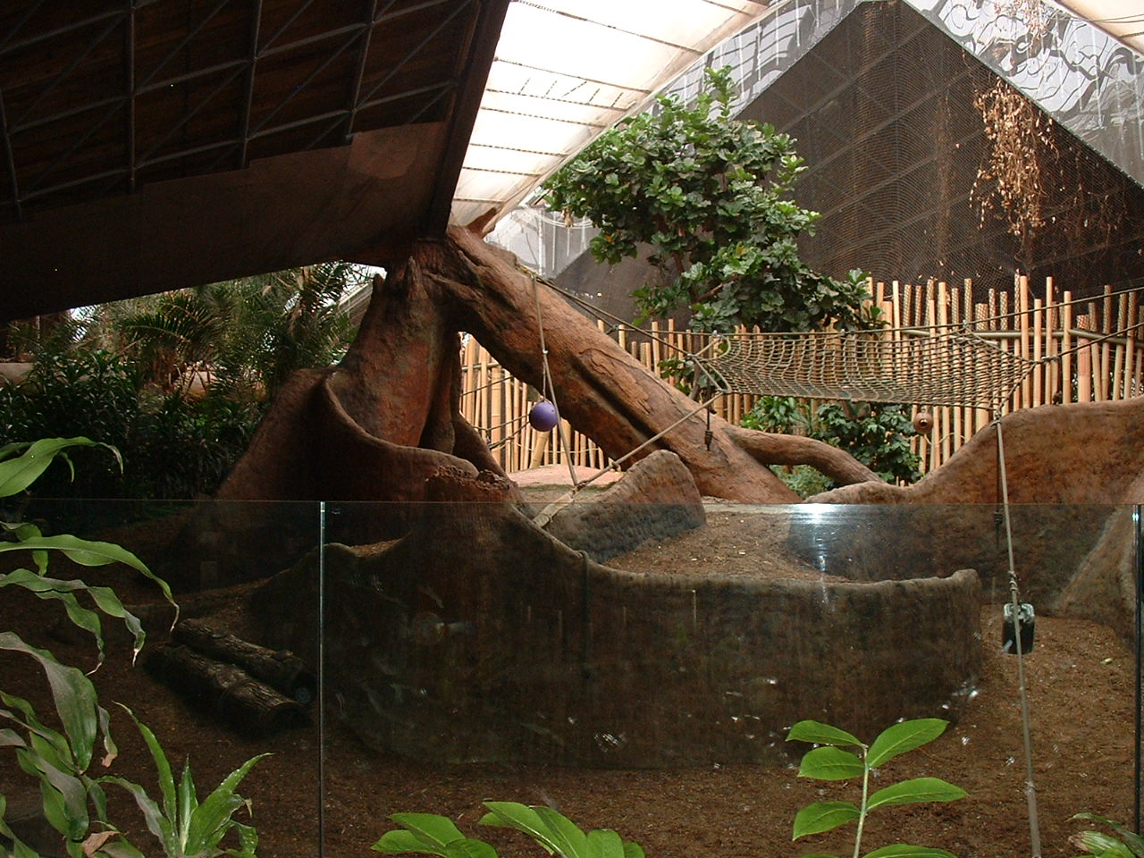 Western Lowland Gorilla Enclosure - Nov 2012