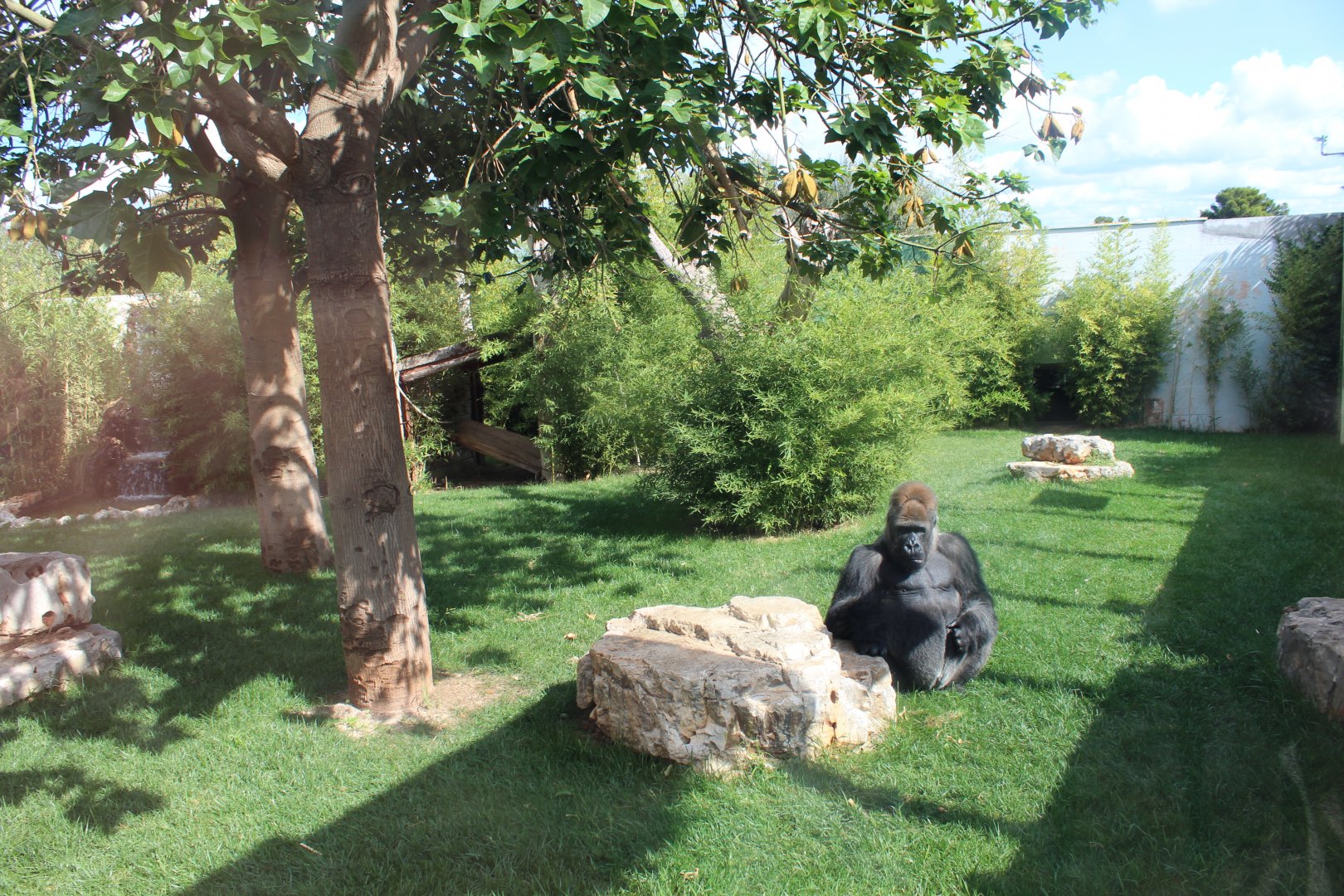 Western Lowland Gorilla Enclosure - Oct 2019