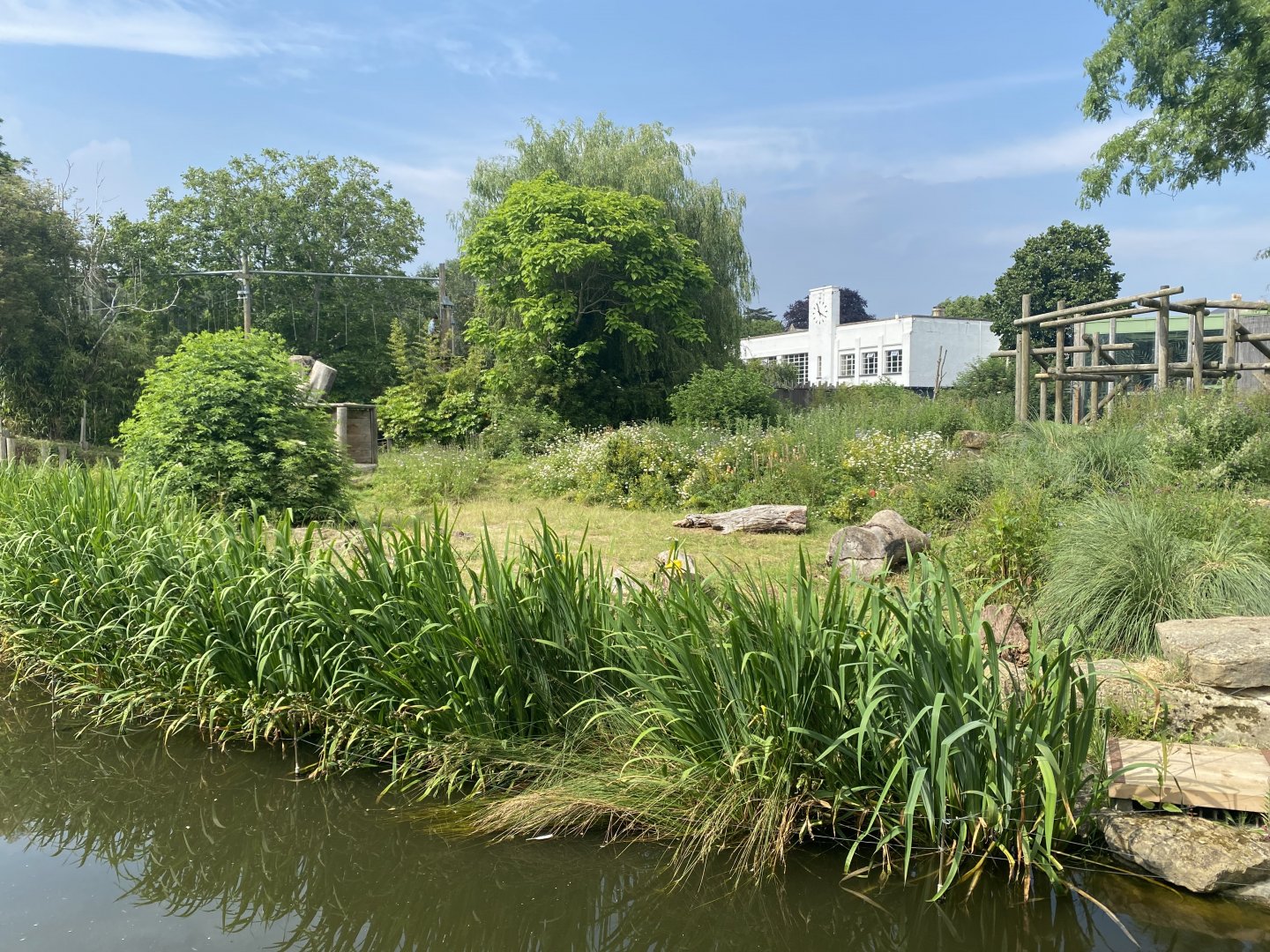 Western lowland gorilla enclosure outdoors 010721