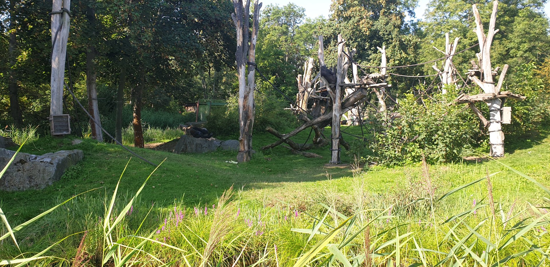 Western Lowland Gorilla  enclosure, Pongoland