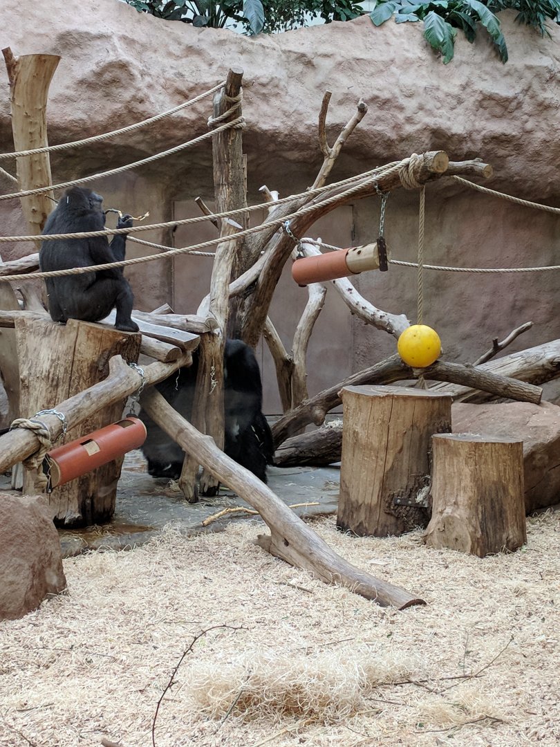 Western Lowland Gorilla Enclosure Zoo Praha 2018