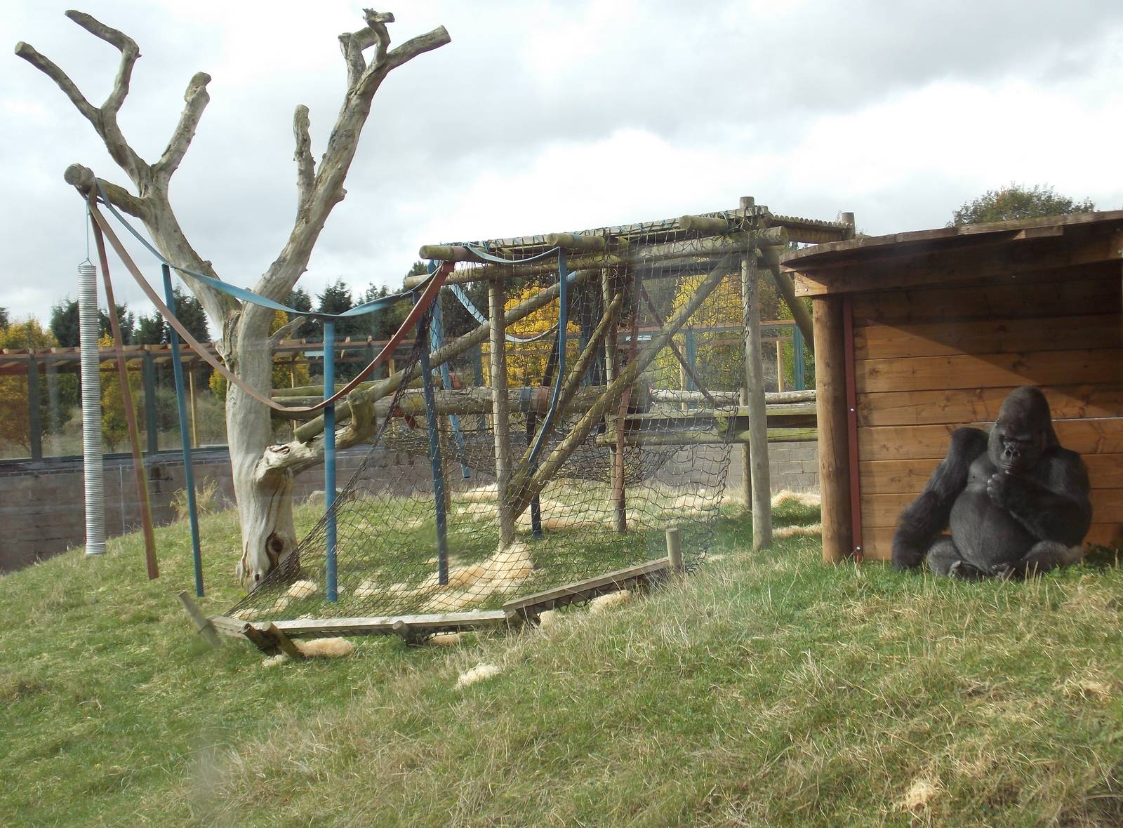 Western lowland gorilla enclosure