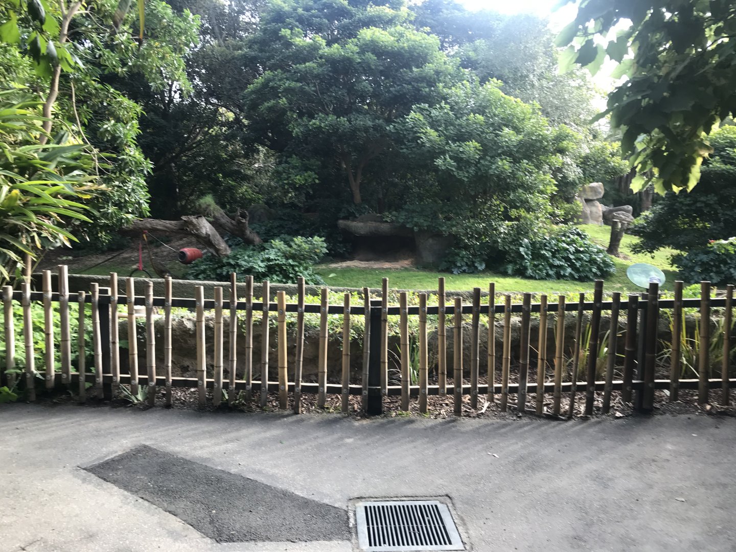 Western Lowland Gorilla Enclosure