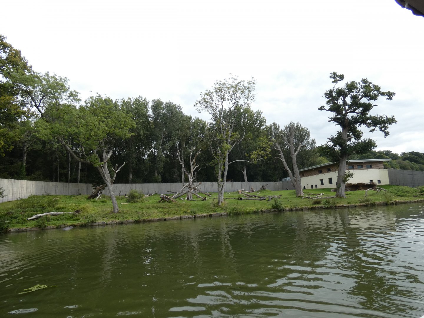 Western Lowland Gorilla enclosure