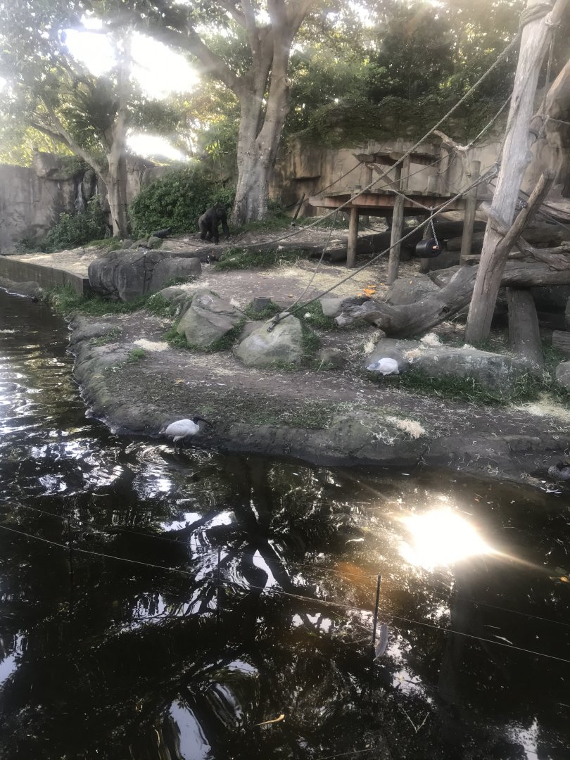 Western Lowland Gorilla enclosure