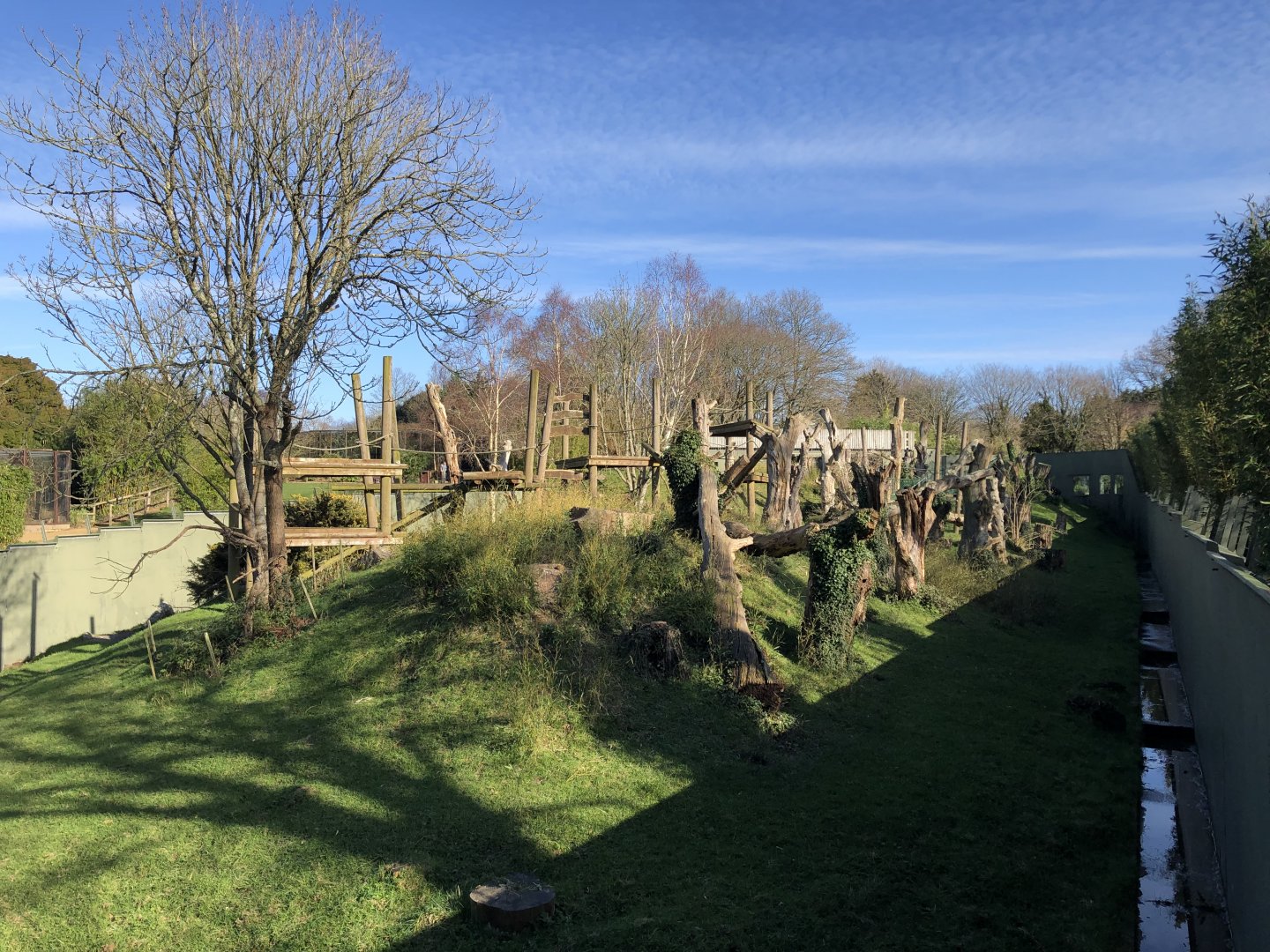 Western Lowland Gorilla Enclosure