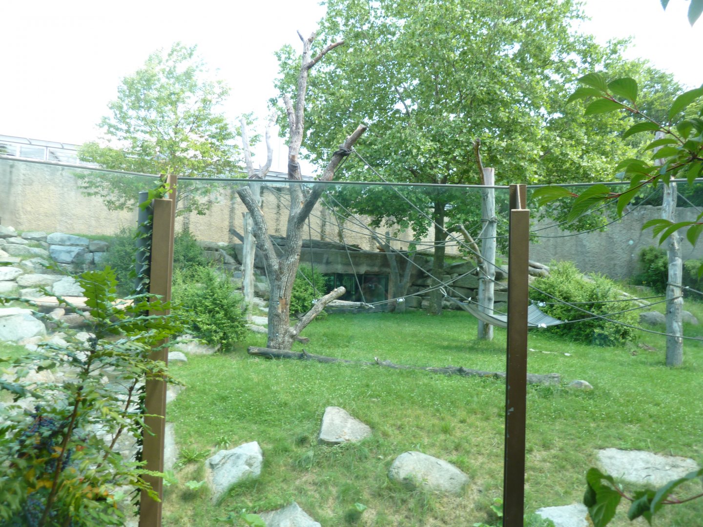 Western lowland gorilla enclosure