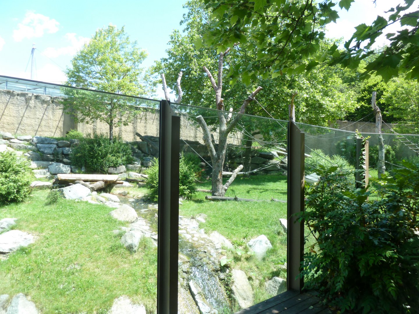 Western lowland gorilla enclosure