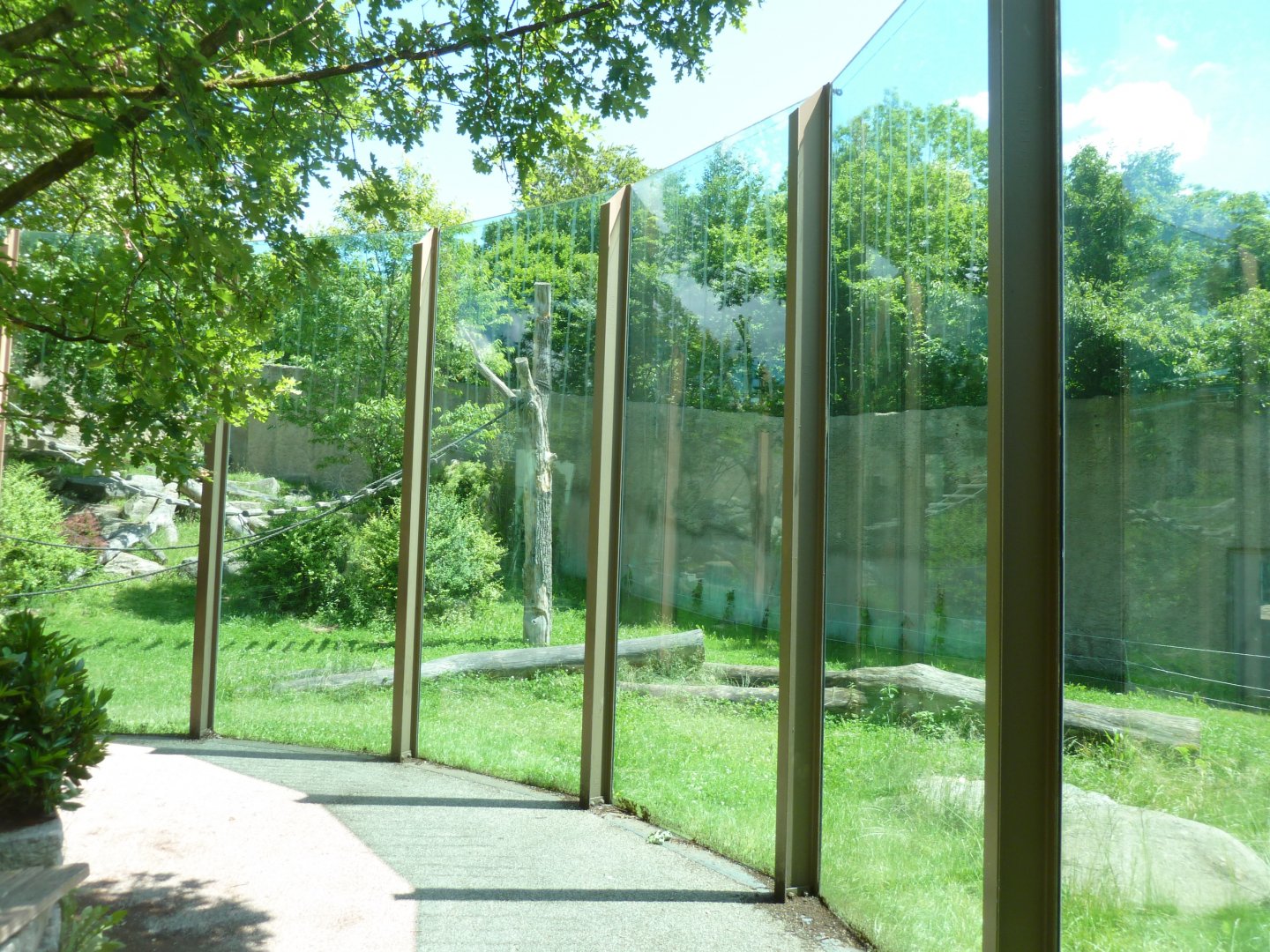 Western lowland gorilla enclosure