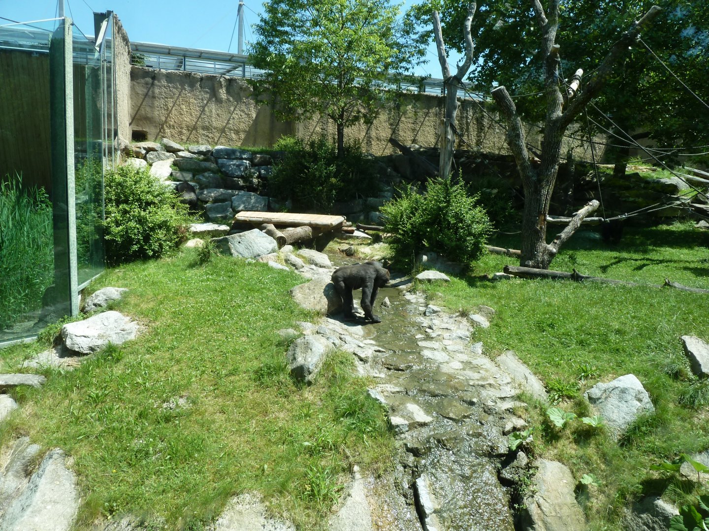 Western lowland gorilla enclosure