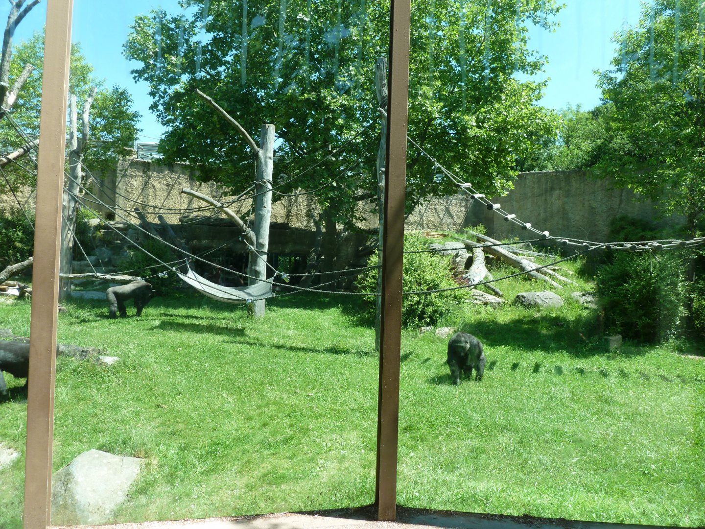 Western lowland gorilla enclosure