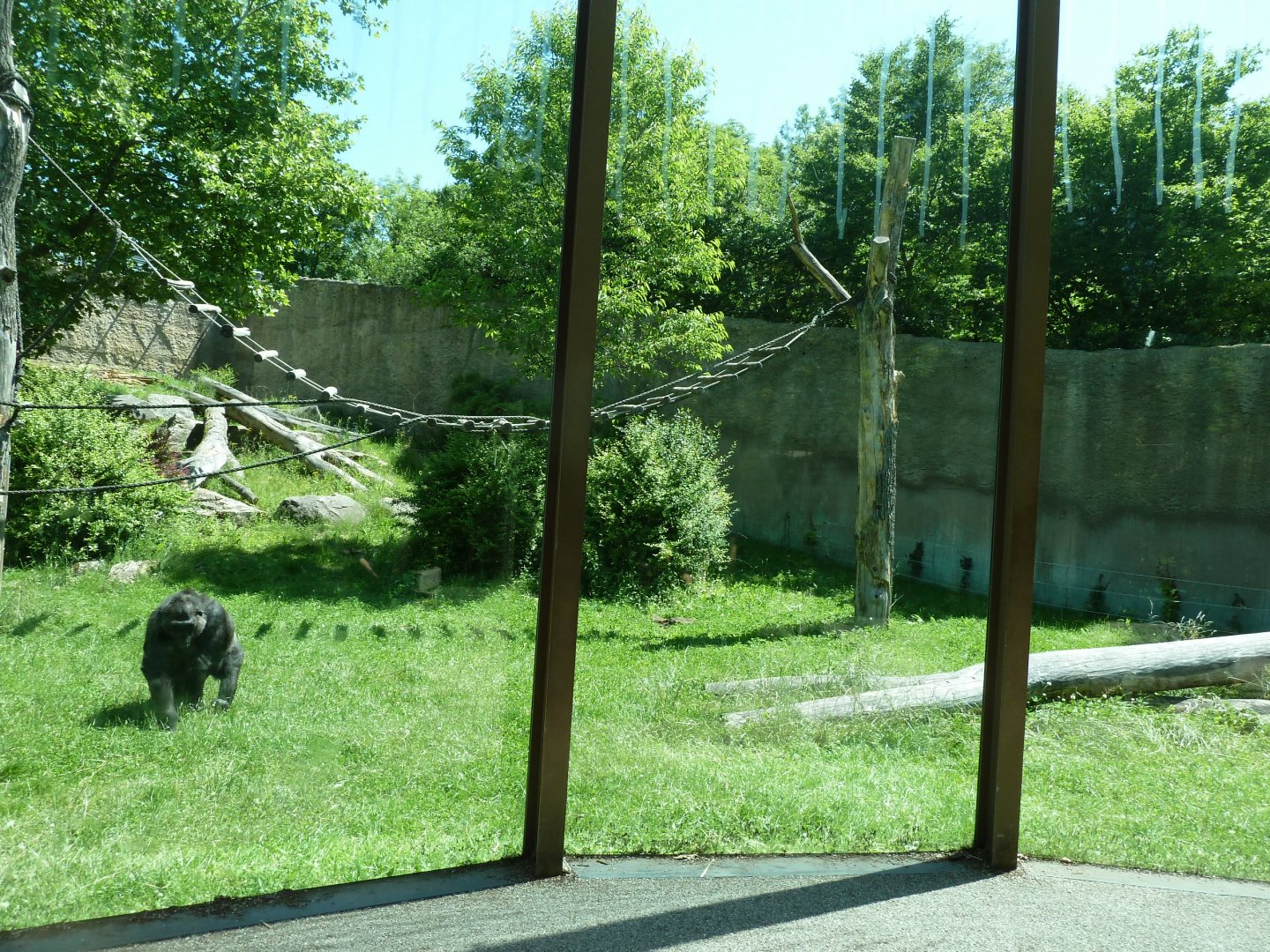 Western lowland gorilla enclosure