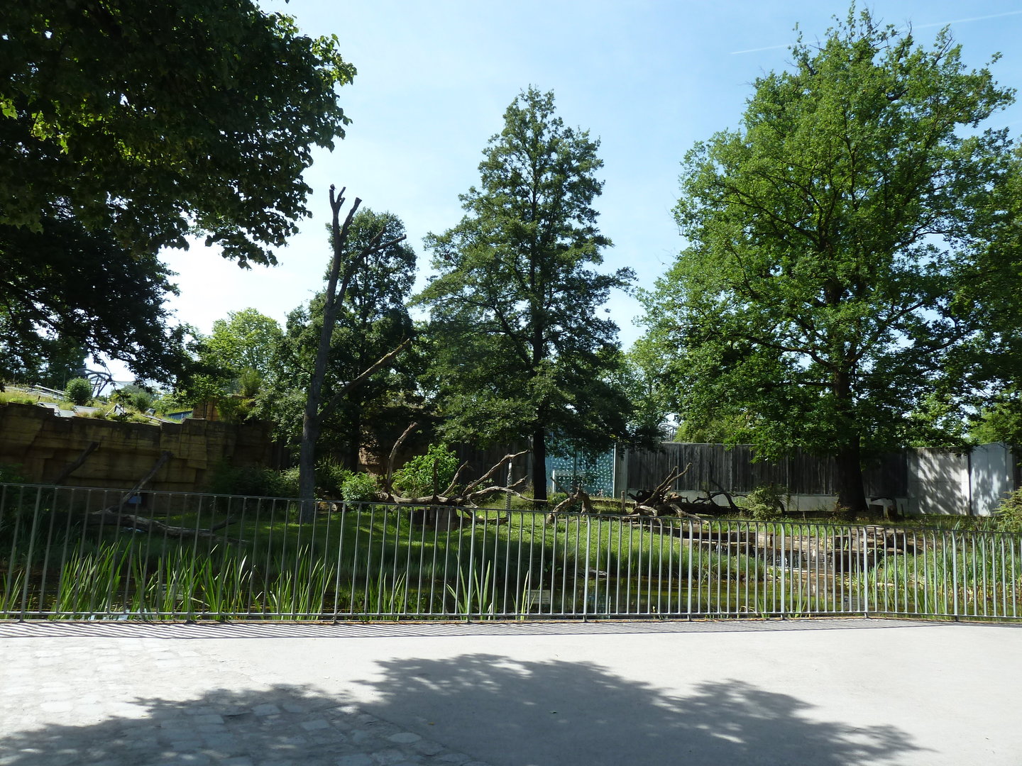 Western lowland gorilla enclosure