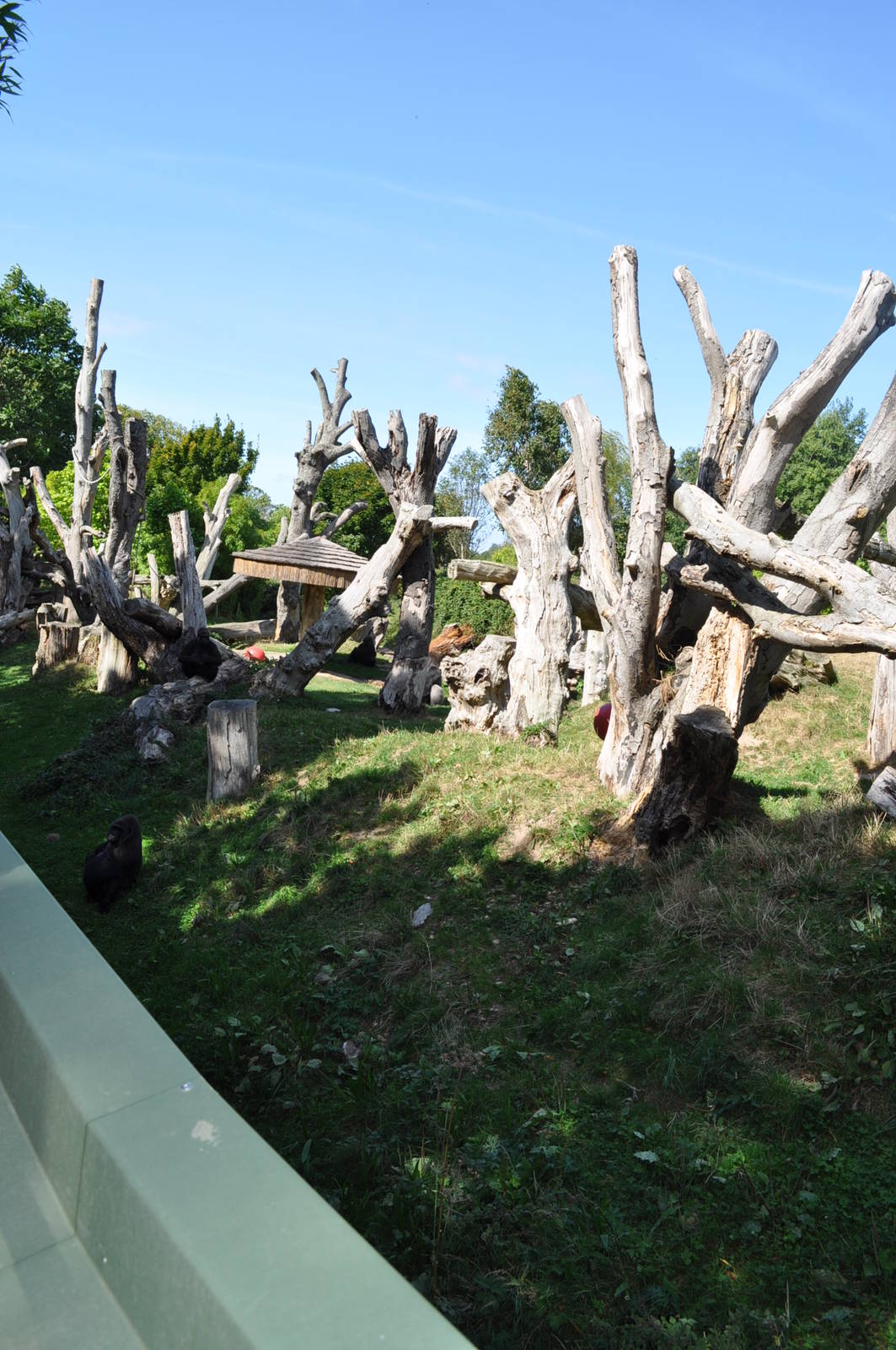 Western Lowland Gorilla Enclosure