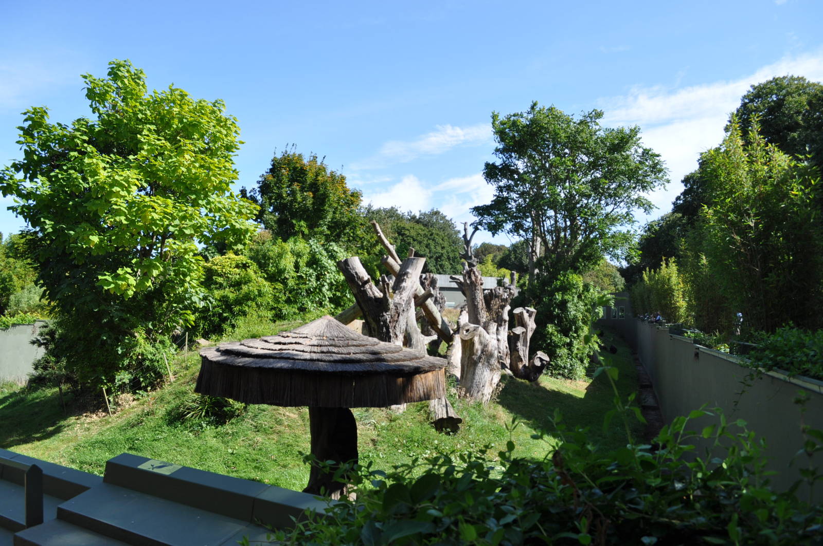 Western Lowland Gorilla Enclosure