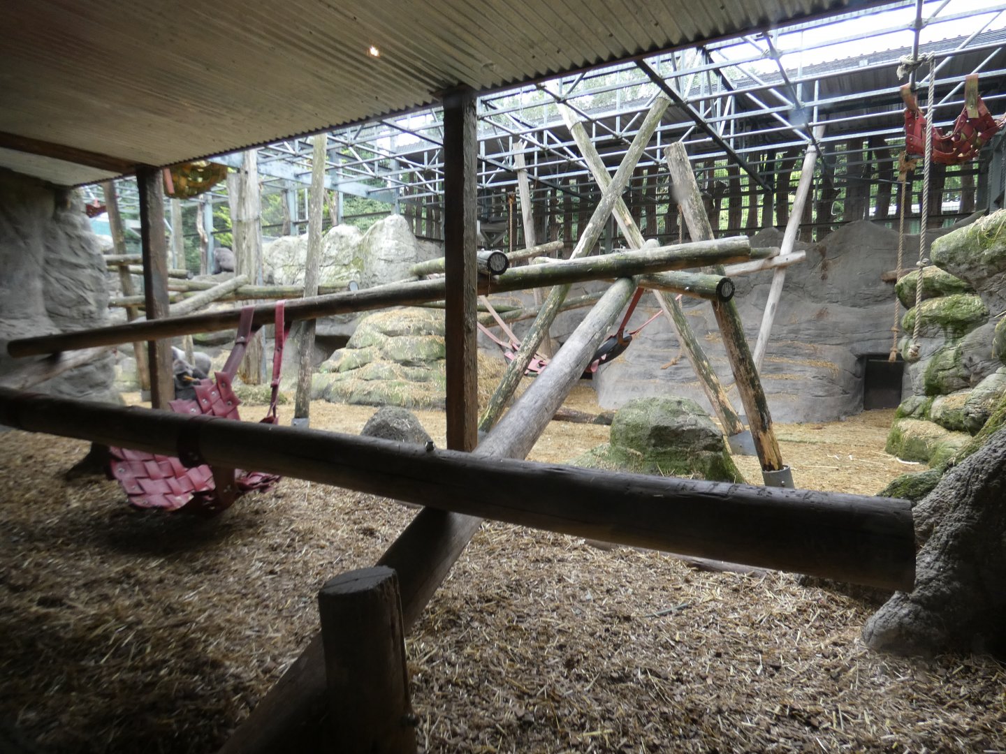 Western lowland gorilla enclosure