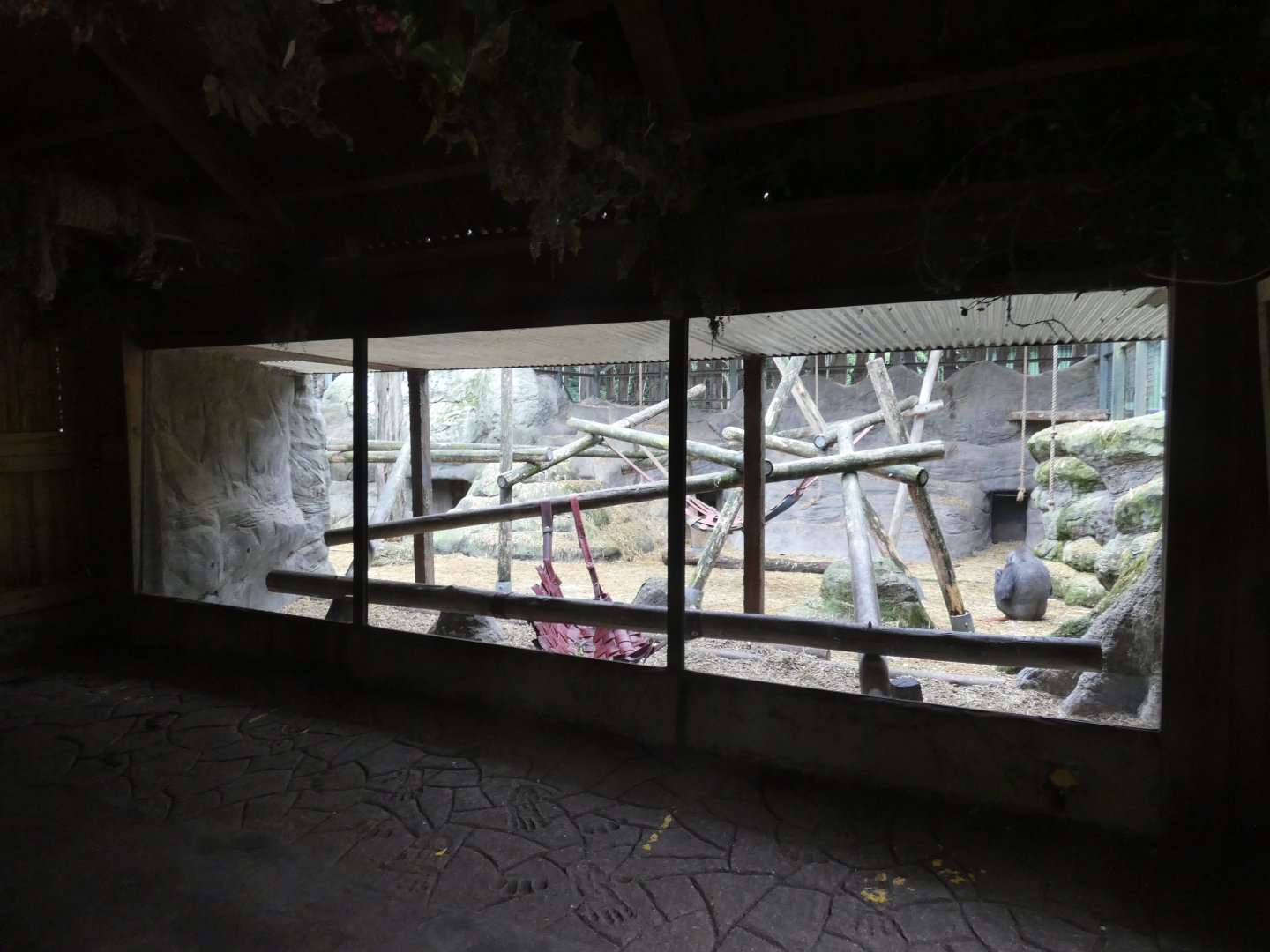 Western lowland gorilla enclosure