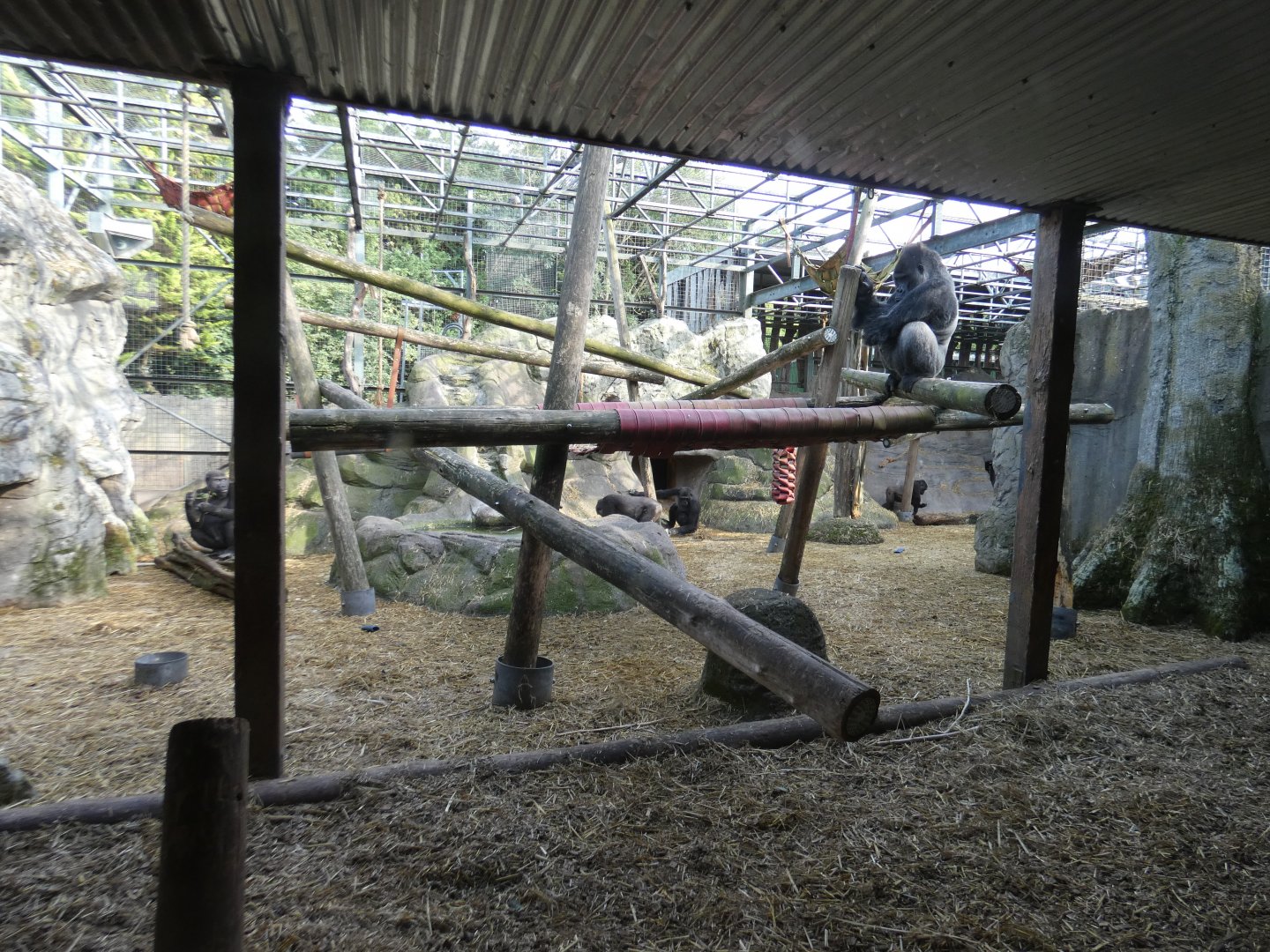 Western lowland gorilla enclosure