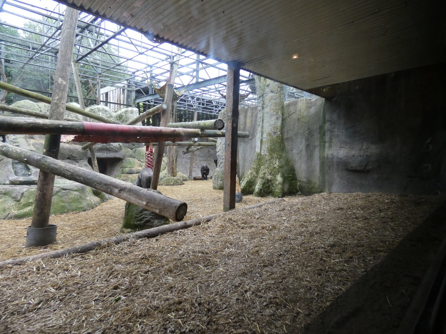 Western lowland gorilla enclosure