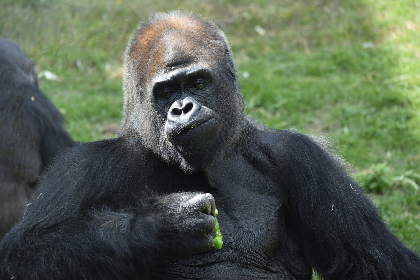 Western lowland gorilla - Espace zoologique de Saint Martin la Plaine 2023