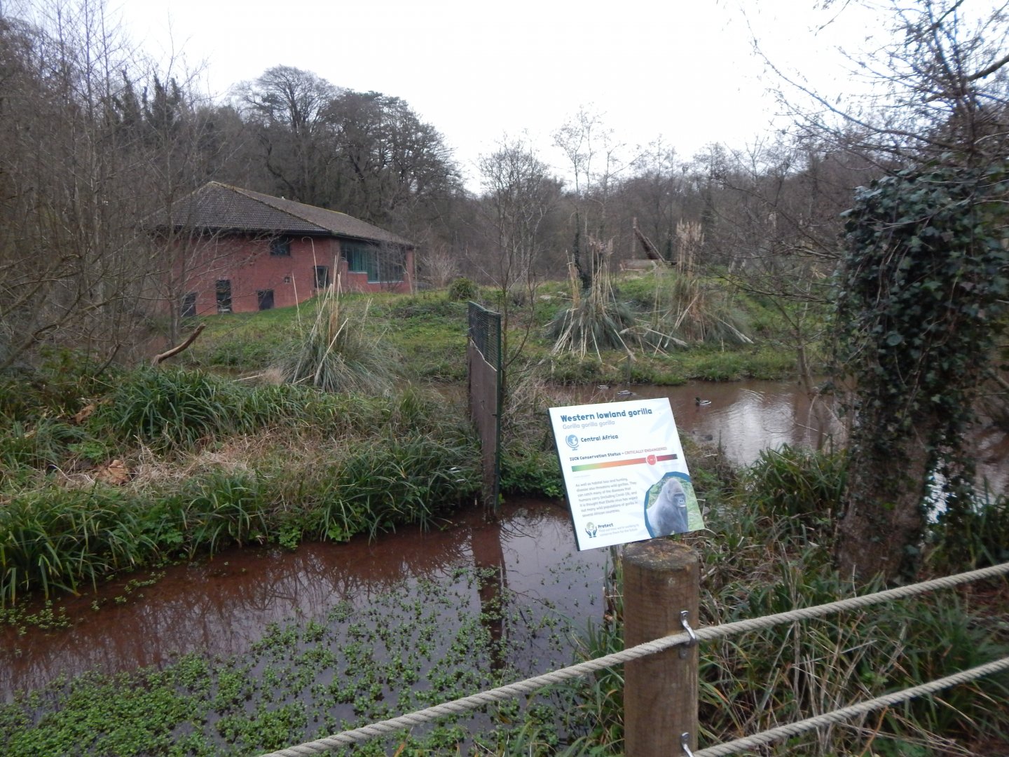 Western lowland gorilla exhibit 050224