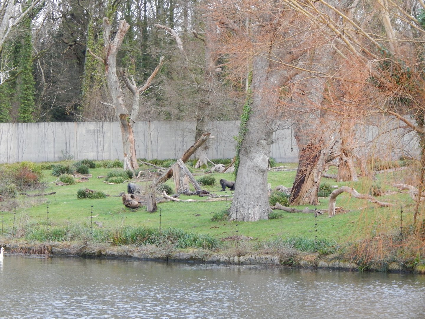 Western lowland gorilla exhibit 091224