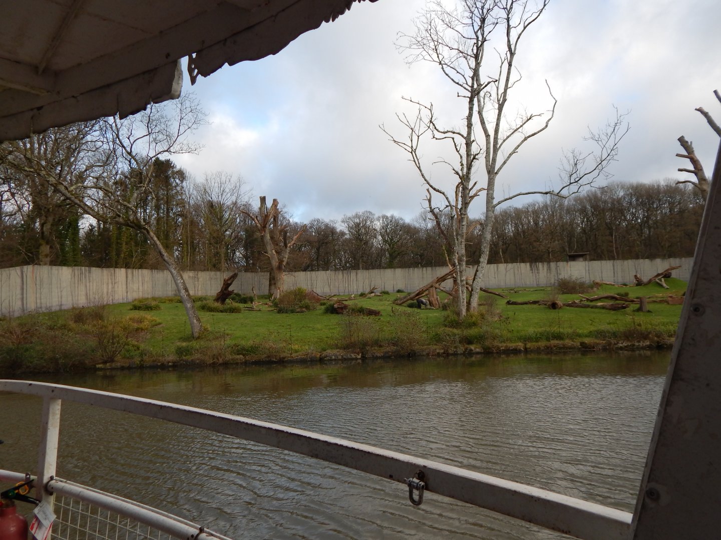 Western lowland gorilla exhibit 091224
