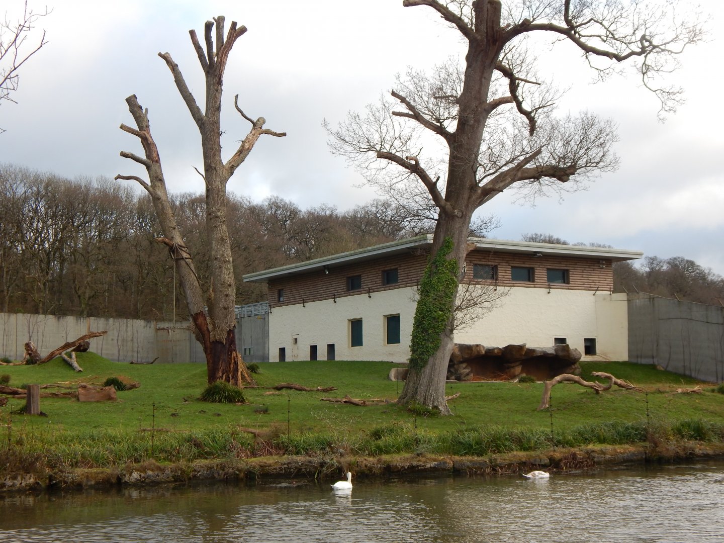 Western lowland gorilla exhibit 091224