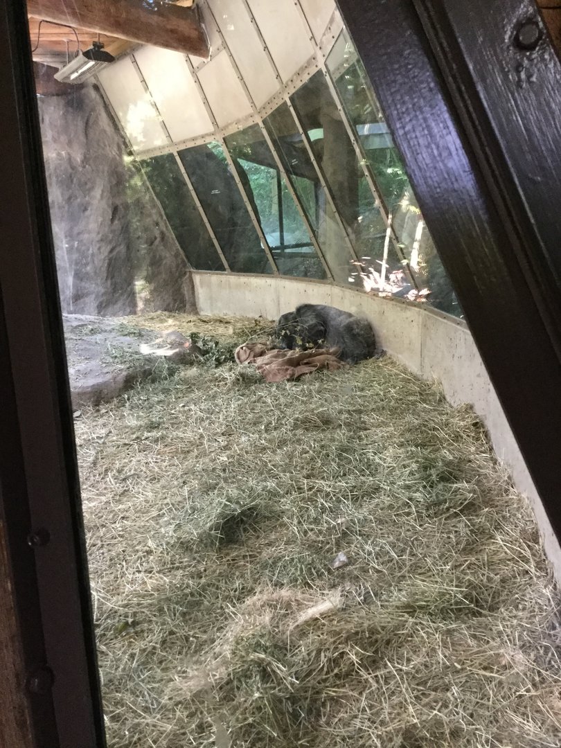 Western Lowland Gorilla exhibit #1 8/3/19
