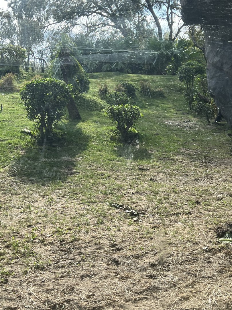 Western Lowland Gorilla Exhibit 1