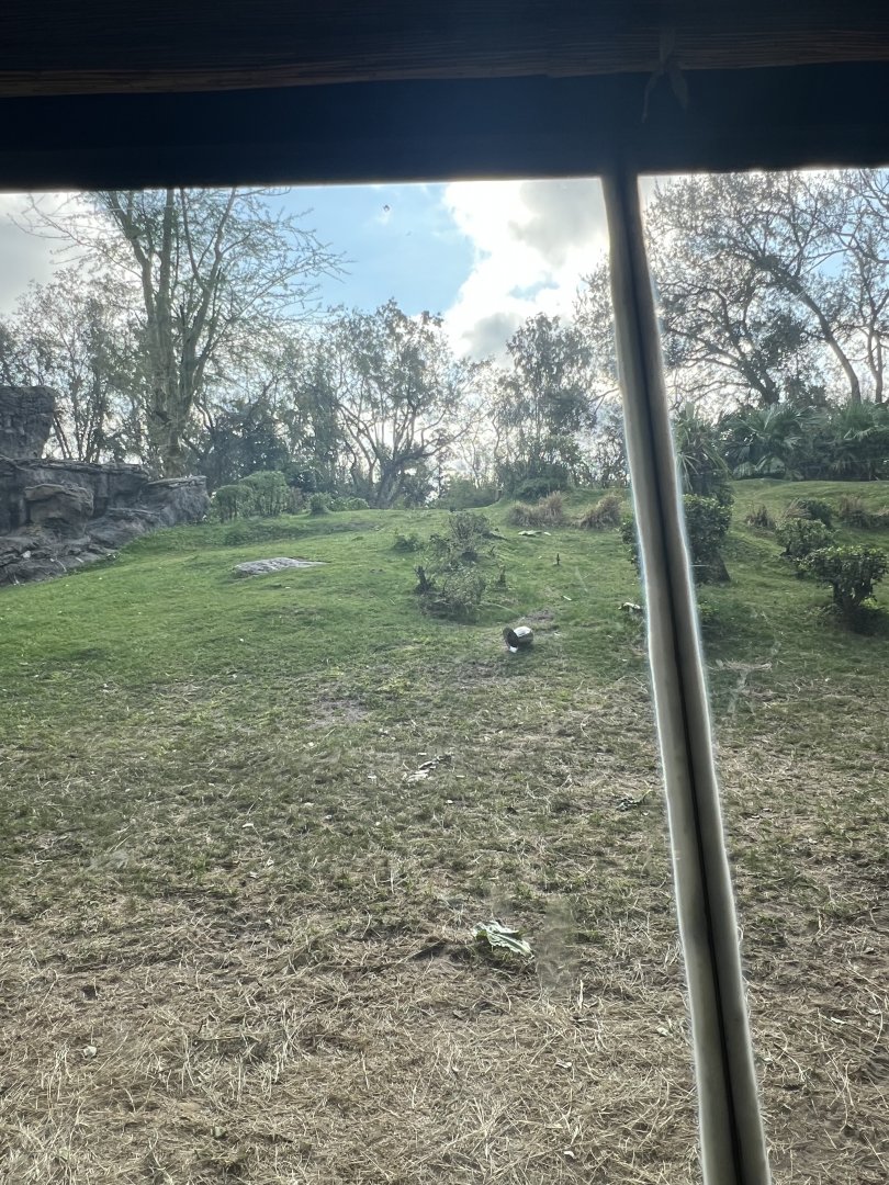 Western Lowland Gorilla Exhibit 1